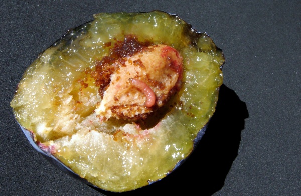 Housenka obaleče švestkového