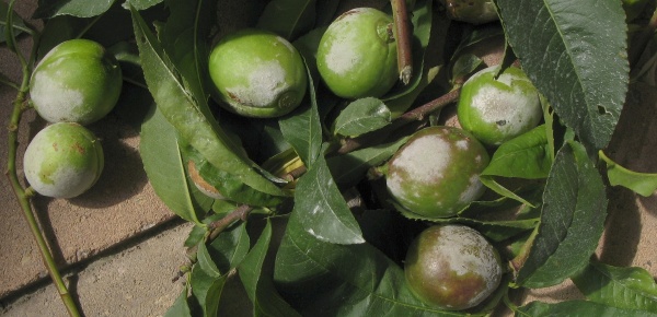 Padlí na plodech broskvoně