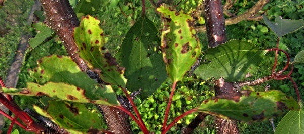 Hnědnutí listů meruňky