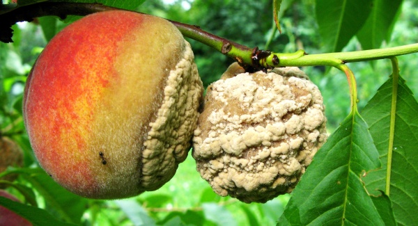 Moniliová hniloba plodů peckovin - broskvoň