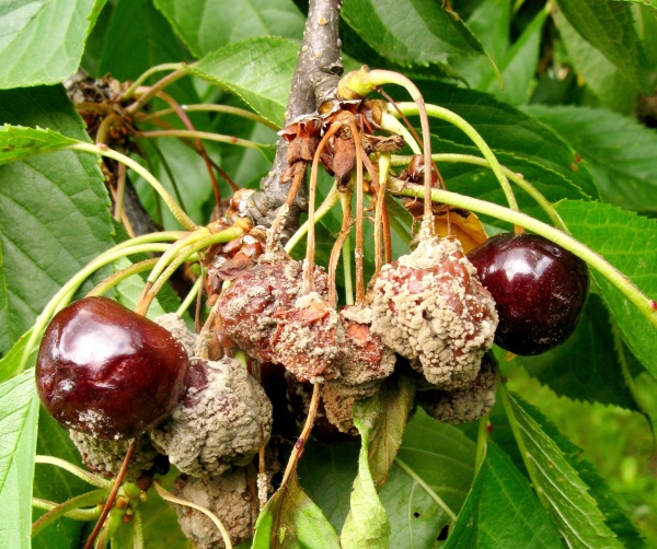 Moniliová hniloba plodů peckovin – višeň