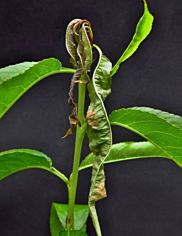 Poškození letorostů obalečem východním