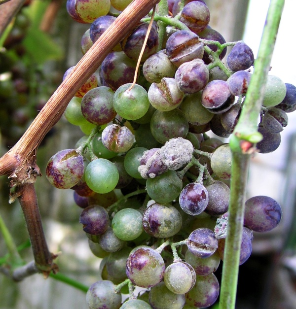 Šedá hniloba révy a padlí révy na bobulích
