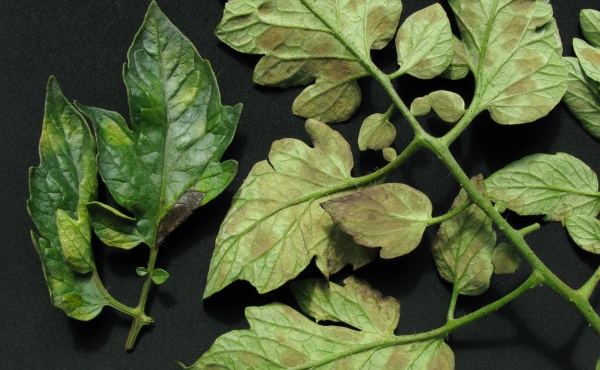 Plíseň rajčete začíná na listech - nejdůležitější je preventivní ochrana