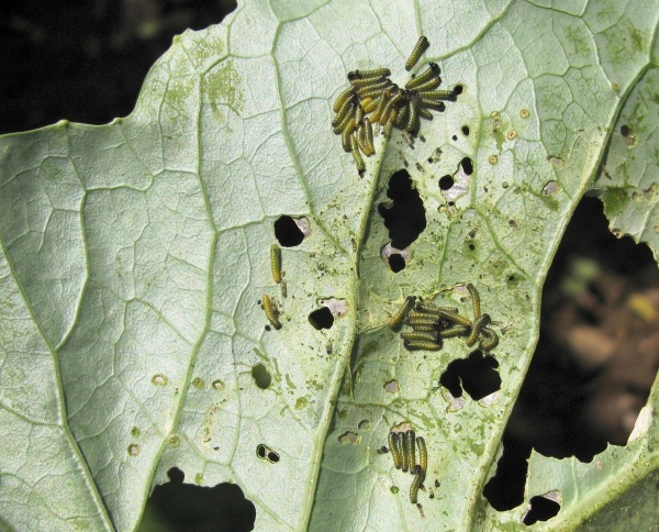 Housenka běláska řepového (dole) a housenky běláska zelného