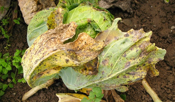 Alternariová skvrnitost brukvovitých