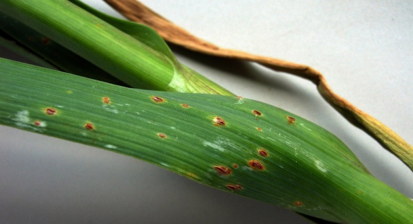 Rzivost česnekovit&yacute;ch na p&oacute;ru