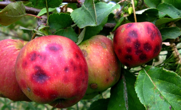 Hořká skvrnitost jablek - nedostatek vápníku