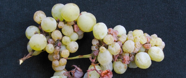 Odumírání třapiny hroznů