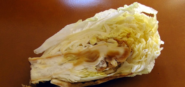 Příznaky nedostatku vápníku u pekingského zelí