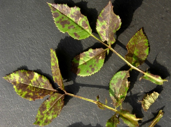 Černá skvrnitost růží