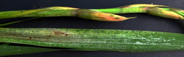 Klas a list mečíku poškozený třásněnkou mečíkovou