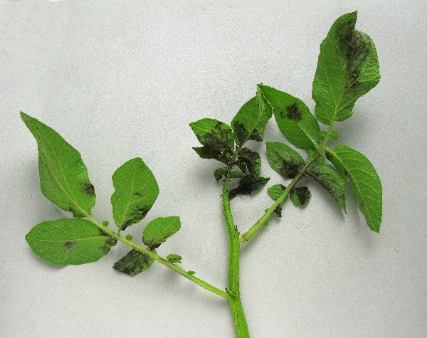 pl&iacute;seň bramboru