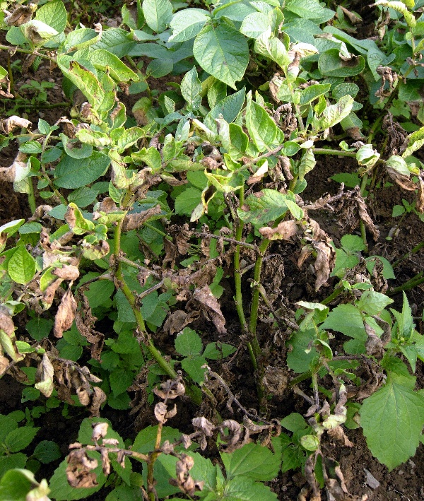 Pl&iacute;seň bramboru