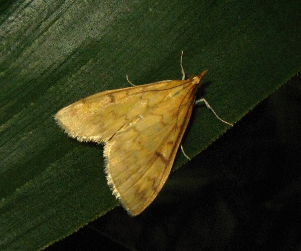 Zav&iacute;ječ kukuřičn&yacute;