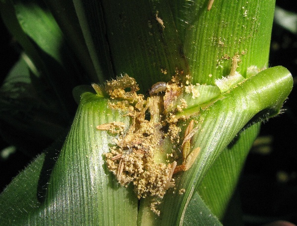 Housenka zav&iacute;ječe kukuřičn&eacute;ho