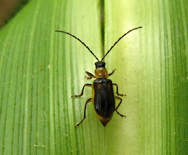 B&aacute;zlivec kukuřičn&yacute;