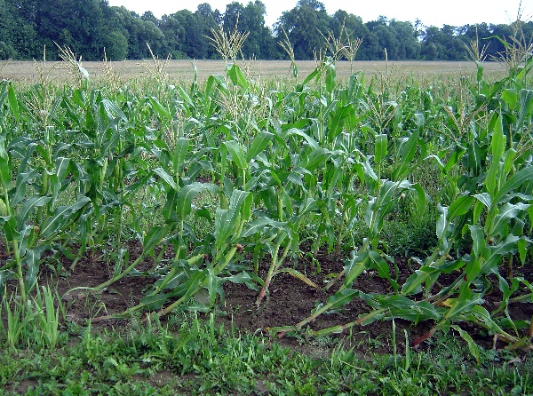 Kukuřice po&scaron;kozen&aacute; ž&iacute;rem larev b&aacute;zlivce kukuřičn&eacute;ho