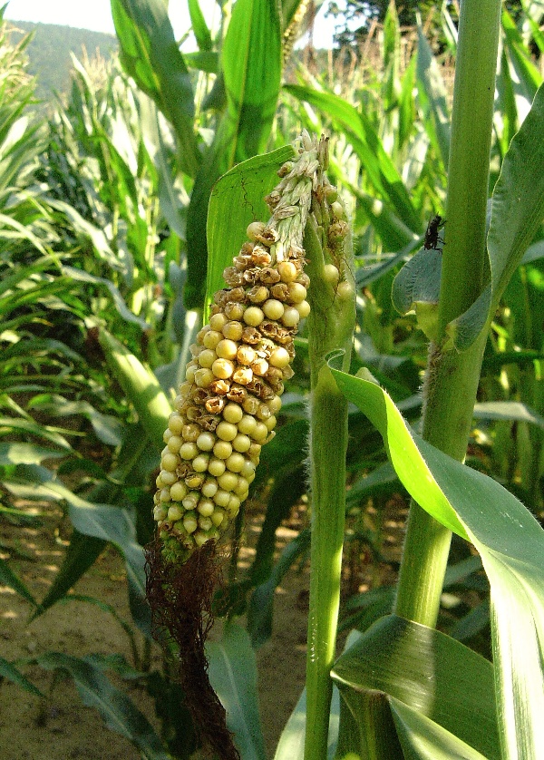 Pt&aacute;ci mohou způsobit &scaron;kody na kukuřici