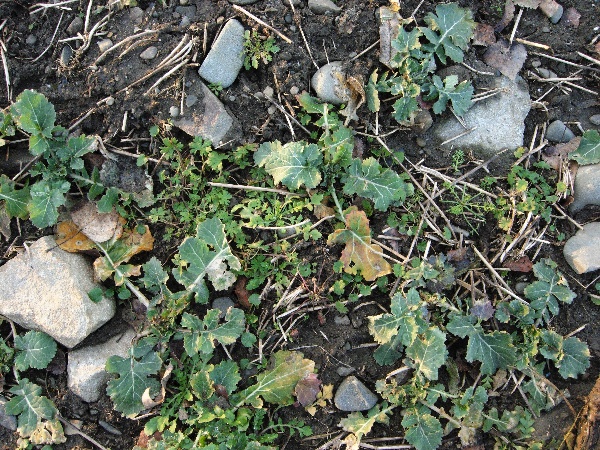 Plevele v&nbsp;řepce 