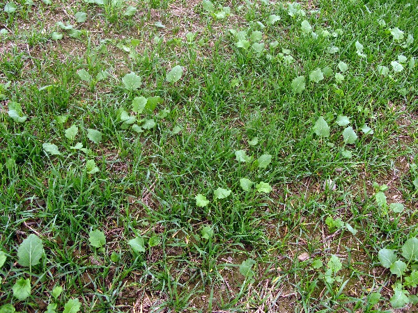 V&yacute;drol obilnin v&nbsp;řepce