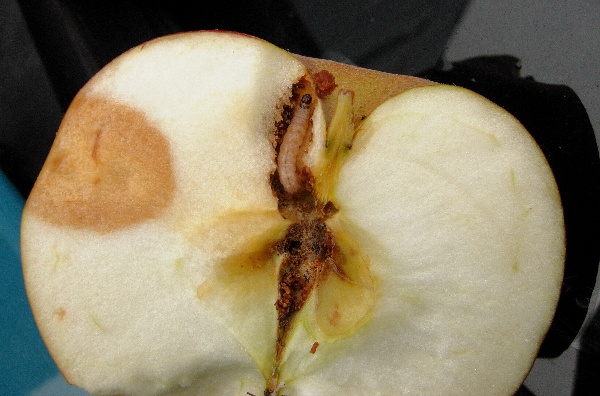 Obaleč jablečn&yacute;