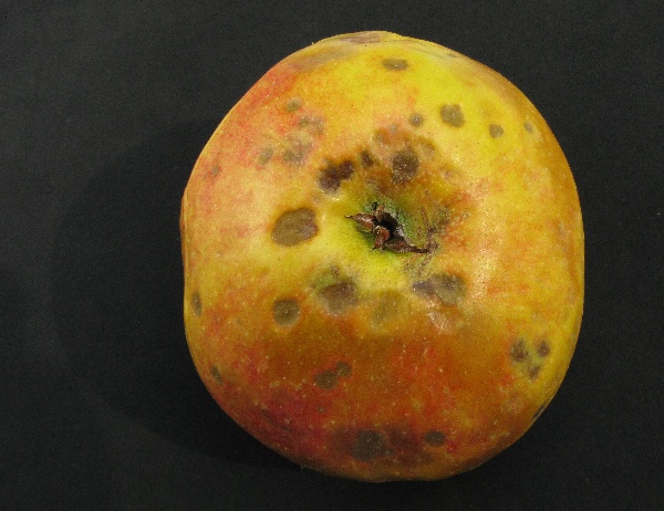 Fyziologick&aacute; skvrnitost jablek