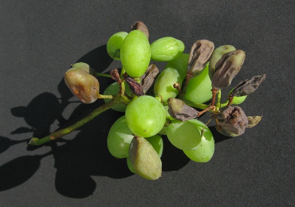 Fyziologick&eacute; ochrnut&iacute; stopek hroznů