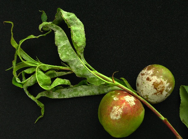 Padl&iacute; broskvoně