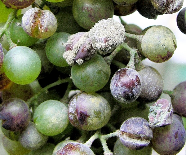 &Scaron;ed&aacute; hniloba hroznů