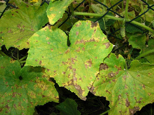 Pl&iacute;seň d&yacute;ňovit&yacute;ch (okurkov&aacute;)