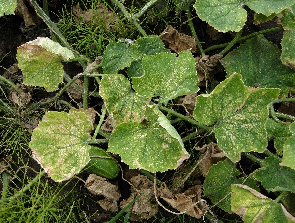 Listy okurky po&scaron;kozen&eacute; svilu&scaron;kami