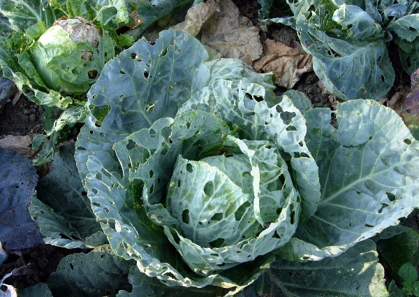 Zel&iacute; po&scaron;kozen&eacute; housenkami