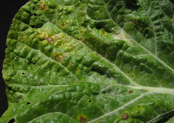 Altern&aacute;riov&aacute; skvrnitost brukvovit&yacute;ch na pekingsk&eacute;m zel&iacute;