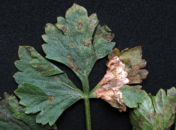 Septoriov&aacute; skvrnitost listů celeru