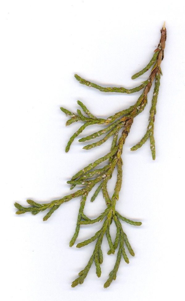 &Scaron;t&iacute;tenky na jalovc&iacute;ch