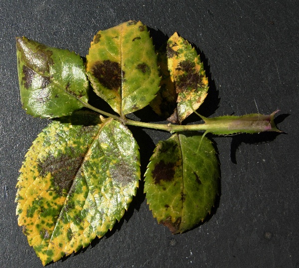 Čern&aacute; skvrnitost na růž&iacute;ch