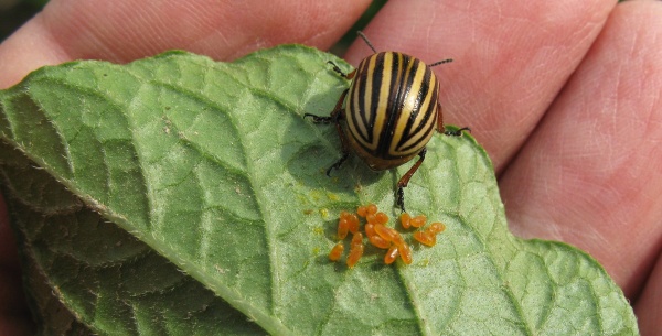 Mandelinka bramborov&aacute;