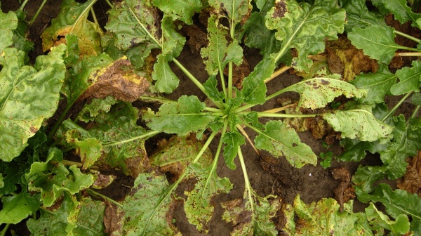 Skvrnatička řepn&aacute; likviduje listovou plochu