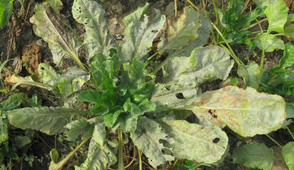Sucho a&nbsp;vy&scaron;&scaron;&iacute; teploty podporuj&iacute; v&yacute;skyt padl&iacute; řepy
