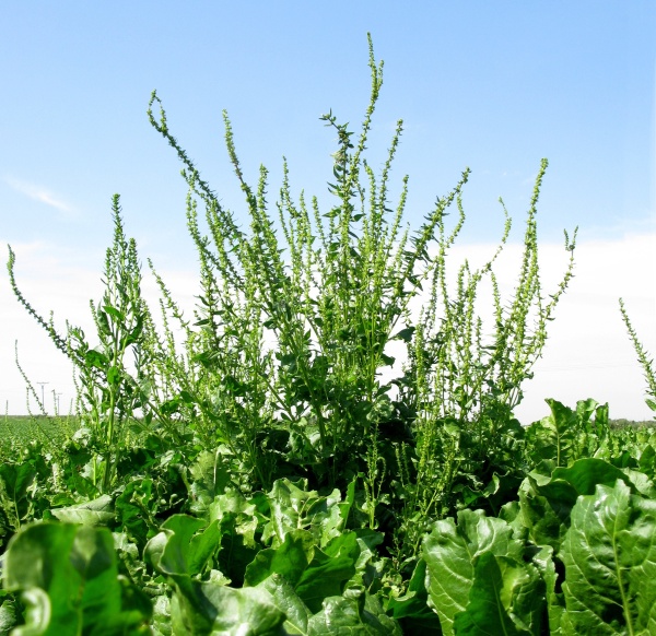 Odstraněn&iacute; pleveln&yacute;ch řep z&nbsp;porostu je nezbytn&eacute;