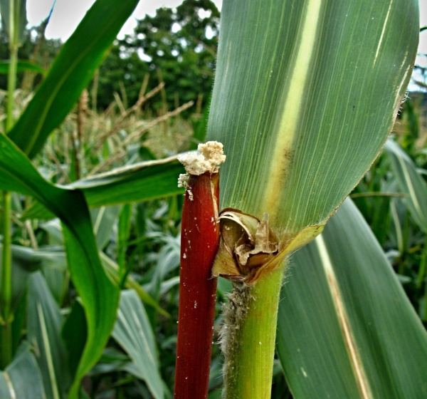 Zlomen&eacute; st&eacute;blo způsoben&eacute; zav&iacute;ječem kukuřičn&yacute;m 