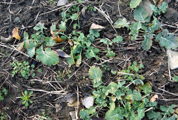 Plevele v&nbsp;řepce je třeba regulovat už na podzim