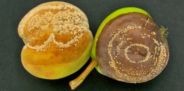 Moniliniov&aacute; hniloba