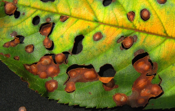 D&iacute;rkovitost listů peckovin