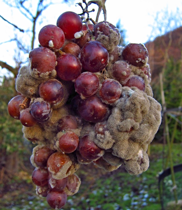 &Scaron;ed&aacute; hniloba hroznu