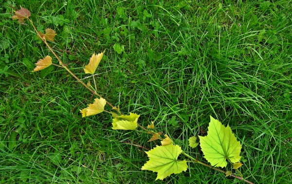 Vrcholov&aacute; chlor&oacute;za r&eacute;vy