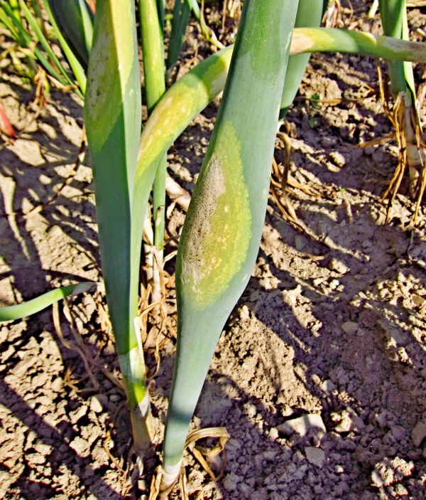 Pl&iacute;seň česnekovit&yacute;ch (p. cibulov&aacute;)