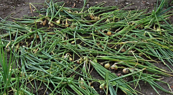 Cibule připraven&aacute; na sklizeň