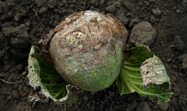 Alternariov&aacute; skvrnitost brukvovit&yacute;ch